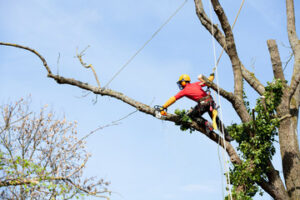 Tree Removal